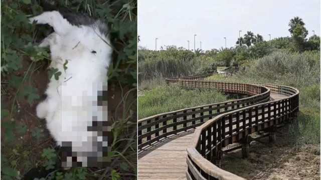 La denuncia a Cagliari: "Cani aggressivi a Sant'Elia sbranano i gatti"