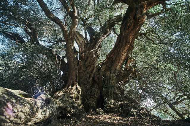 Olivastro Millenario Luras