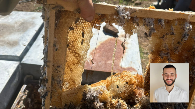 Pisu luigi miele sardo