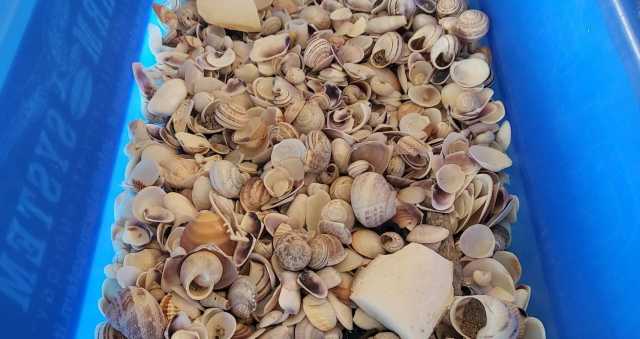 Conchiglie Sequestrate Il 23 07