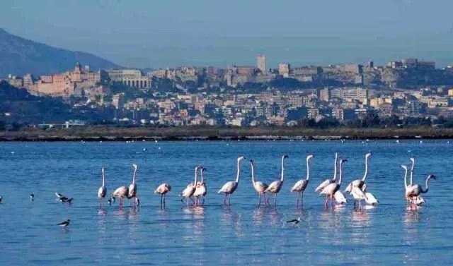 Laguna CAgliari