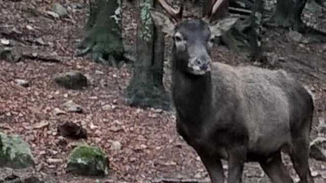 Cervo Sardo Sardegna In Pericolo