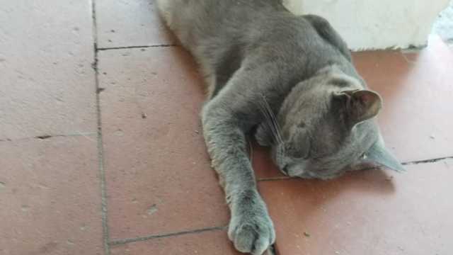 Micio Foto Estate 2023