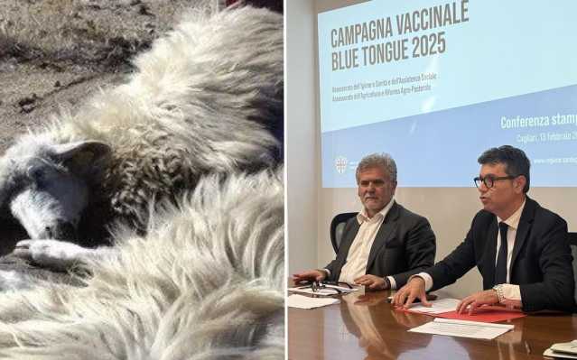 Campagna Vaccinale Blue Tongue 2025