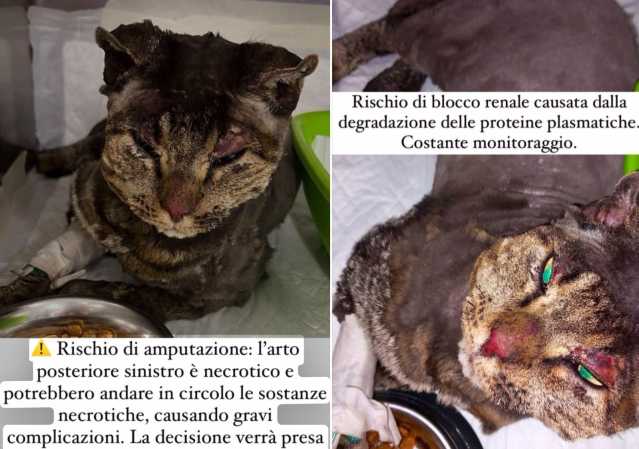 Gattino Bruciato Dolianova