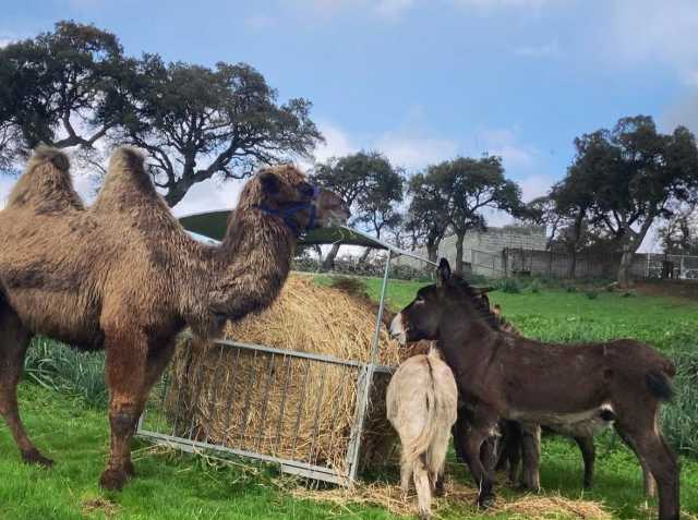 Gli Asinelli Insieme A Rodolfo