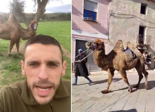 Ovodda Cammello Padrone