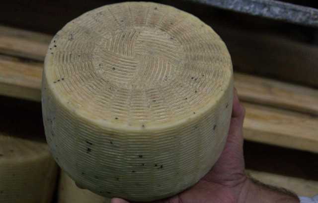 Pecorino Formaggio Dazi
