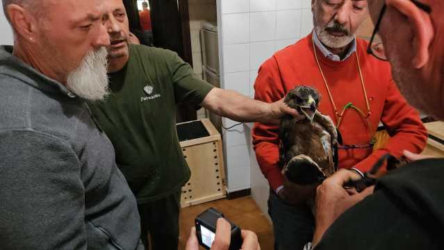 1 Inanellamento Aquile