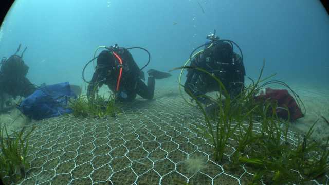 Foto Posidonia Oceanica 1