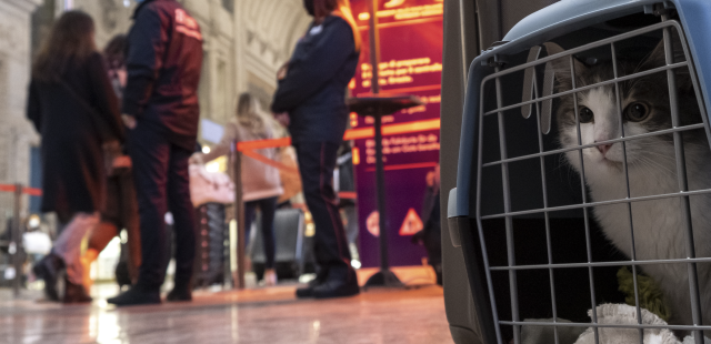 Gatto Nel Trasportino