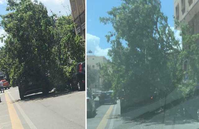 Albero Caduto Su Auto Via Paoli Ca