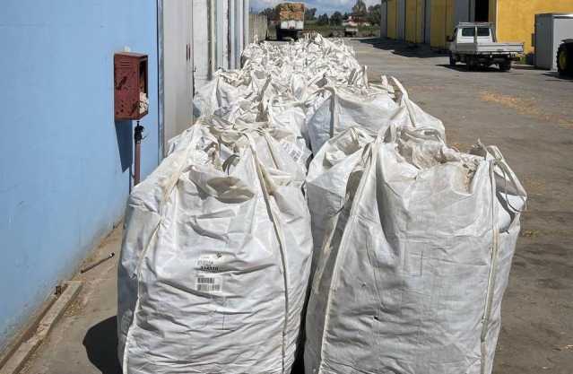 Ozieri Sacchi Marijuana