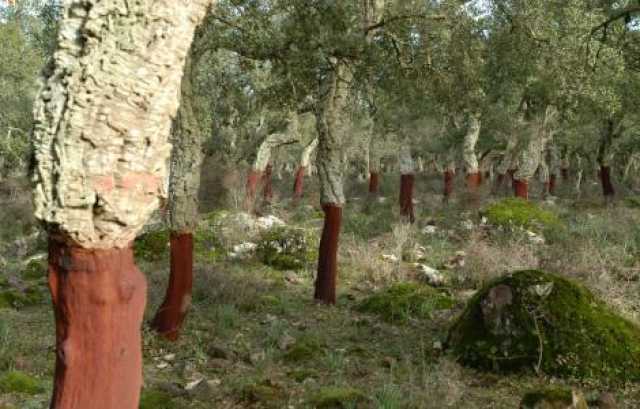 Sughereta Nella Giara