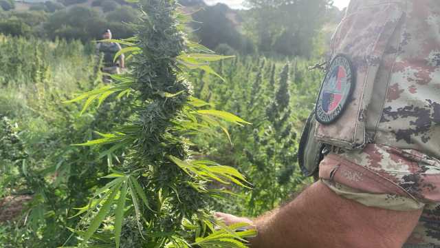 DESULO NU COLTIVAVANO PIANTE DI CANAPA INDIANA  ARRESTATI DUE FRATELLI