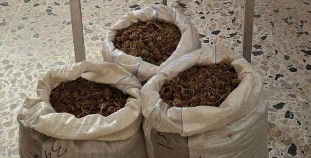 Marijuana Ovile Sanluri