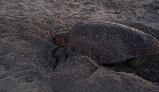 Tartaruga Spiaggia Maladroxia
