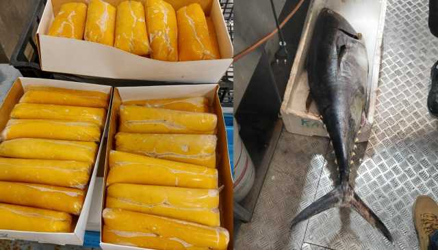 Tonno Senza Tracciabilita