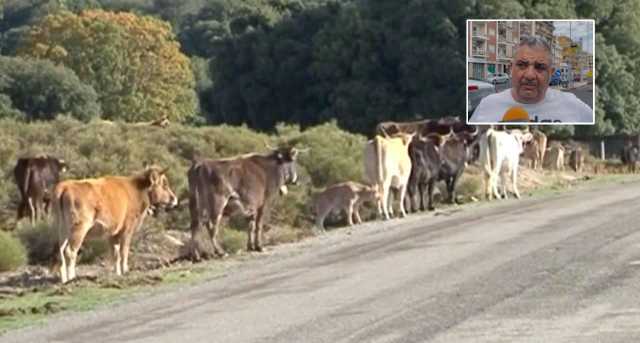 Abbattimento Bovini Contagiati