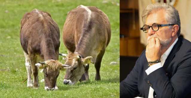 Assessore Bartolazzi E Dermatite Bovini 