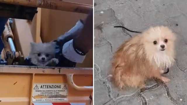 Cagnolino Abbandonato Nei Rifiuti