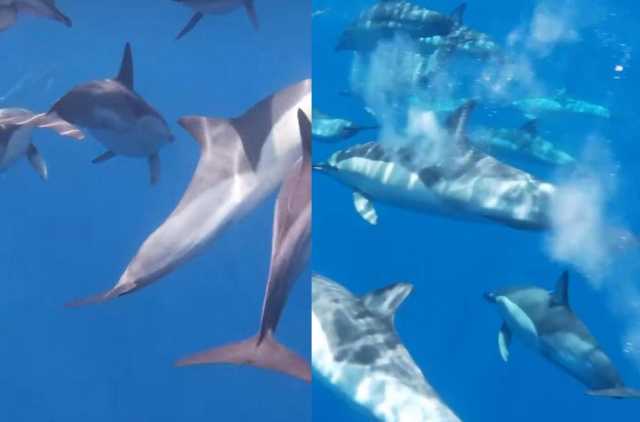 Delfini Golfo Asinara 