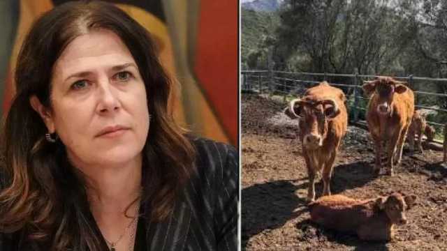 Dermatite Bovina Todde