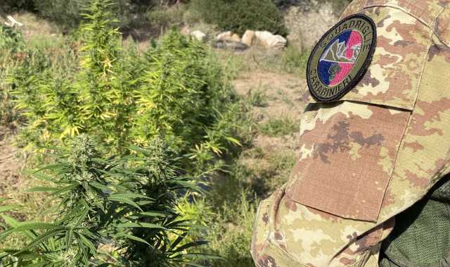 Coltivazione Di Marijuana Carabinieri