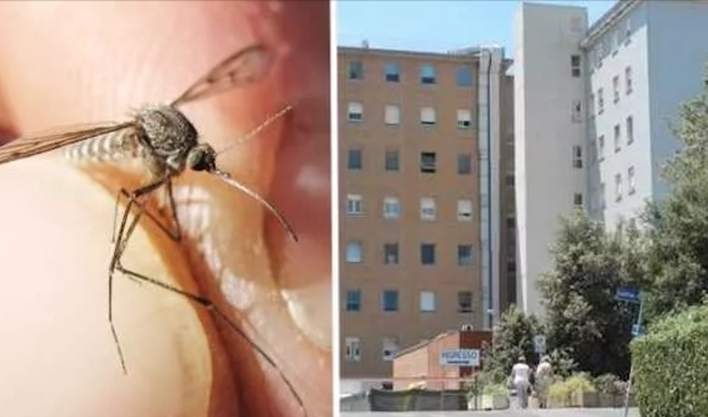 Febbre Del Nilo San Martino Oristano