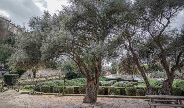 Orto Cappuccini Albero