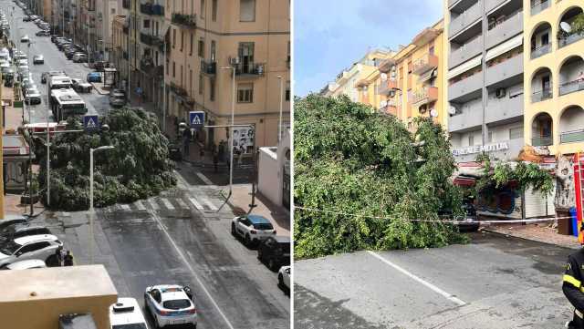 Crollo Albero Via SantAvendrace