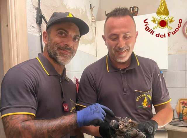 GATTINO VIGILI DEL FUOCO