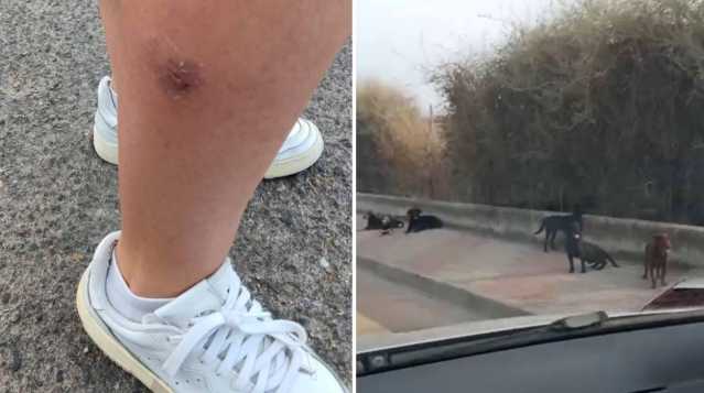 Cani Randagi Aggressione Cagliari