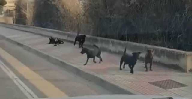 Cani Randagi Via Newton Cagliari 