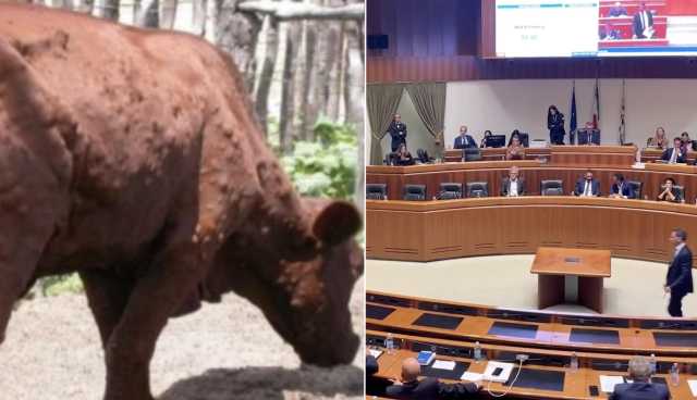 Dermatite Nodulare Bovina Slitta Provvedimento Aula