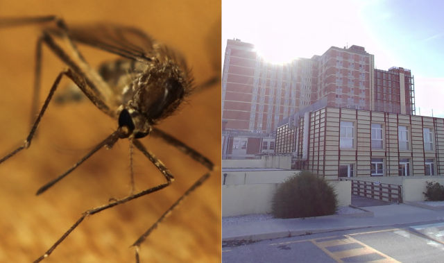 Nuovo Caso Di West Nile