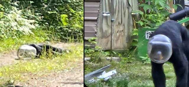 Orso Testa Incastrata 