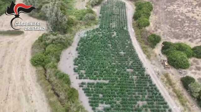 Piantagione Villaurbana