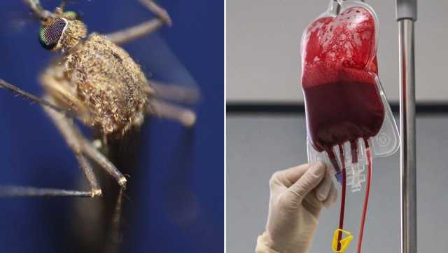 West Nile Sacca Sangue