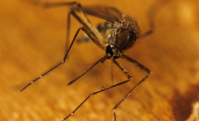 West Nile Virus Zanzara