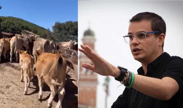 Enrico Rizzi E Dermatite Dei Bovini