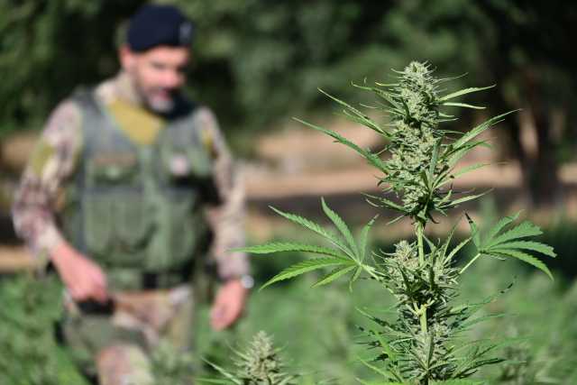 Scoperte E Sequestrate Tre Piantagioni 