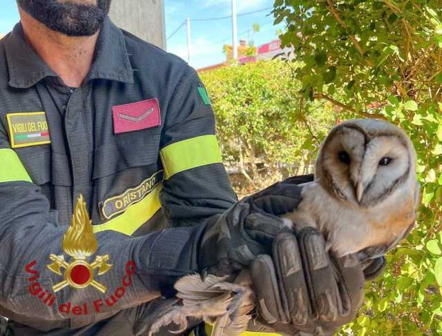 Barbagianni Vigili Del Fuoco