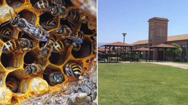 Parco Vetreria Vespe