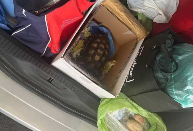 Sequestro Tartaruga 23 09 25