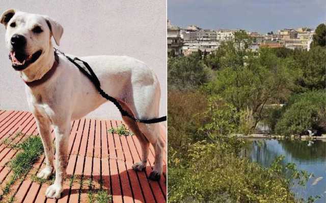 Teodora Cane Monte Urpinu