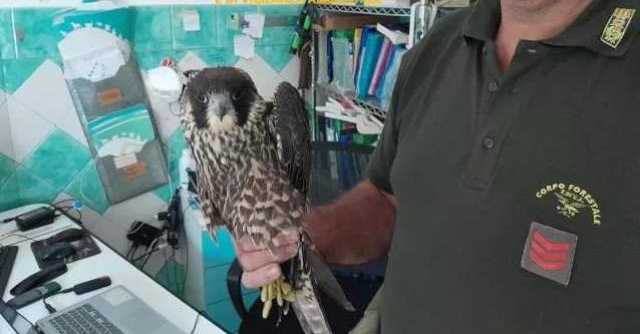 Corpo Forestale Falco