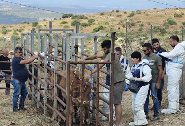 Dermatite Bovina Un Momento Della Vaccinazione