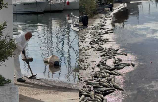 Moria Pesci Su Siccu