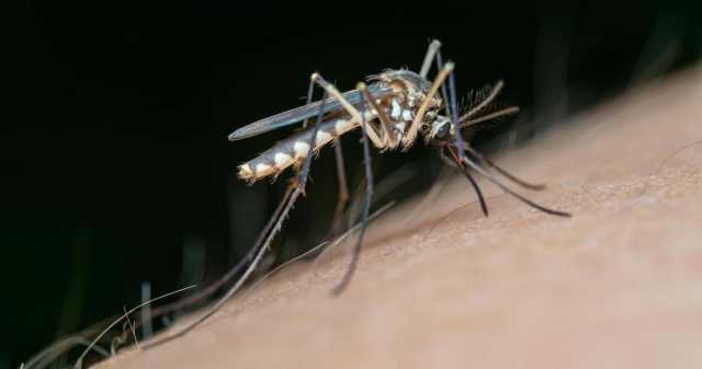 Nuovo Caso Febbre Del Nilo 3